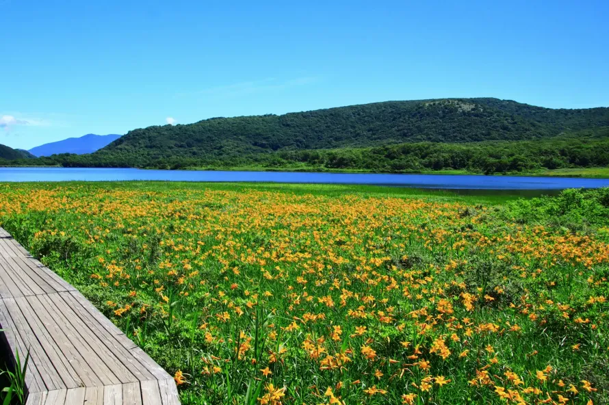 【日帰り登山】しあわせの黄色い絨毯　雄国山・雄国沼湿原｜難易度別ルートと登山口アクセス各種情報