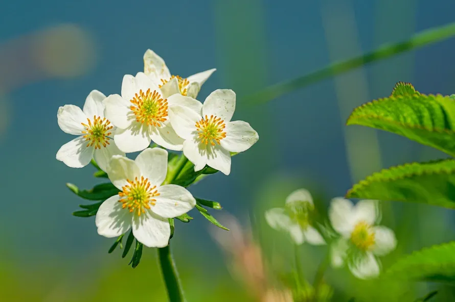 【東北編】日帰りのお花見登山7選プラス1｜東北の山はにぎやか