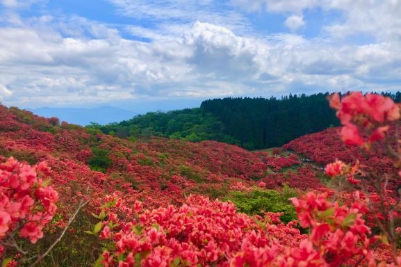【関西編】日帰りのお花見登山7選｜初心者でも安心ラクラクハイキング