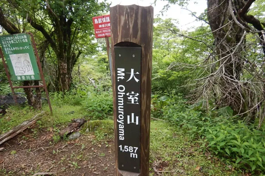 【日帰り登山】丹沢 大室山〜加入道山周回-歩きごたえのあるルートを紹介
