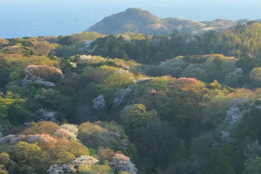 【桜が美しい山】花見登山を楽しめる関東の山