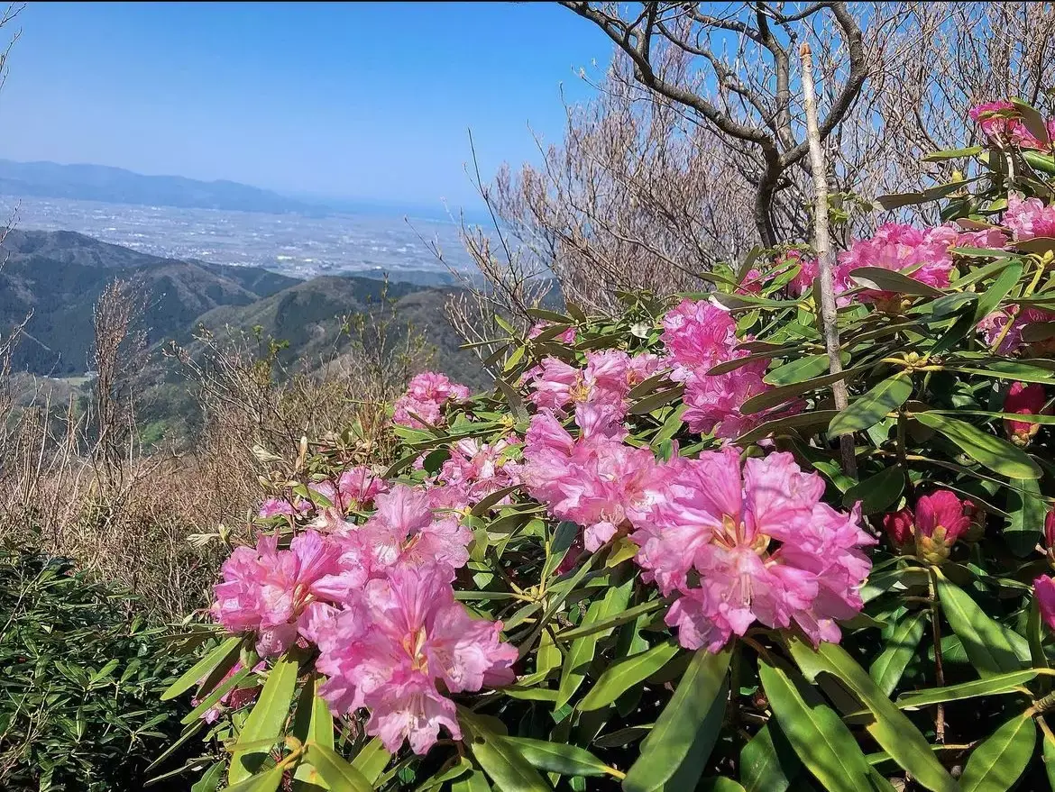 日本百名山の著者【深田久弥】が登山に目覚めた山『富士写ヶ岳にシャクナゲを見に行こう！』
