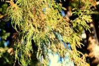 花粉症の方は要注意！東京でもスギ花粉がついに飛散し始めた！2月第4週の高温で飛散が本格化!?