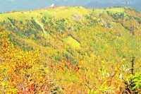 秋色深まる根子岳・四阿山｜錦秋の稜線と黄金の森へ