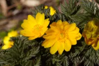 【関東編】日帰りのお花見登山！ハイキング感覚でも行けるおすすめの山7選