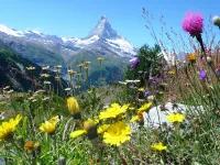 花が綺麗な山【関東甲信越】17選！初夏から夏の日帰り登山におすすめ