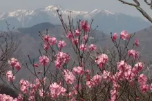 薬師岳