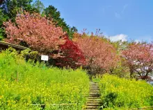 頭高山