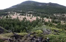 縞枯山