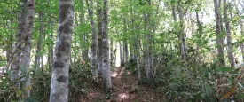 沖の郷山