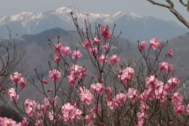 薬師岳