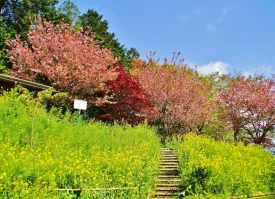 頭高山