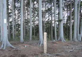麻生山