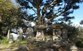 三浦富士