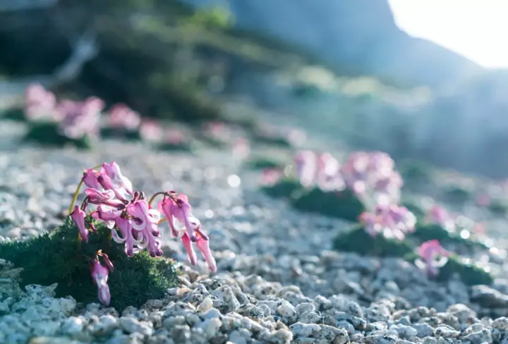 硫黄岳が人気の理由③-高山植物の宝庫