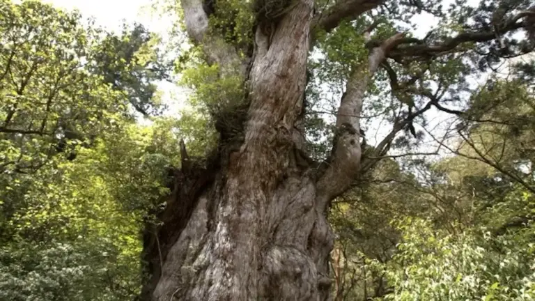 九州の日本百名山宮之浦岳の縄文杉