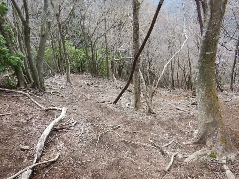 大山三峰山 登山 登山道