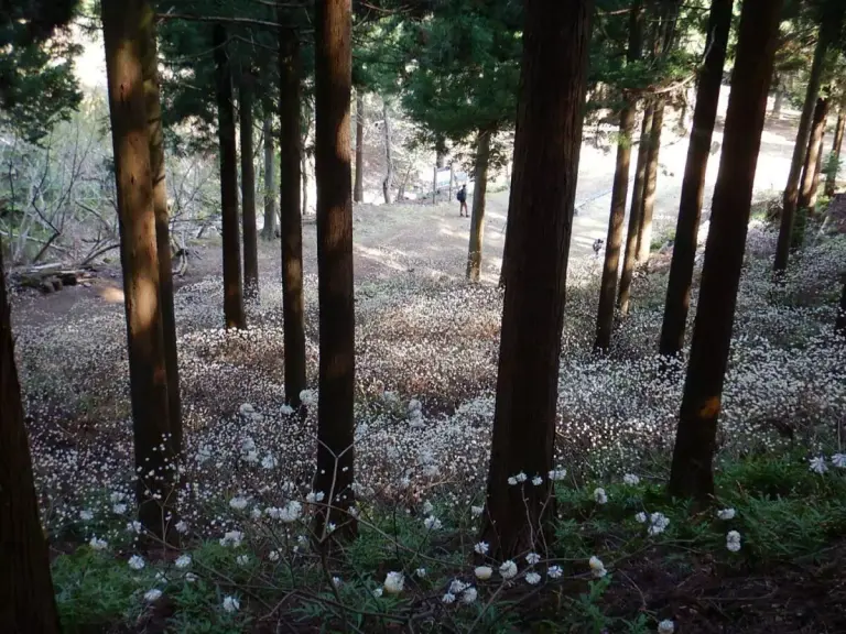大山三峰山 登山 登山道
