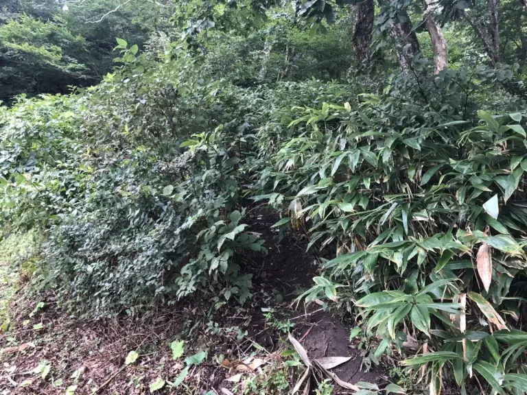 大山ユートピアルート