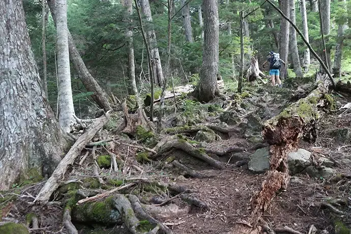 広河原峠までの登山道