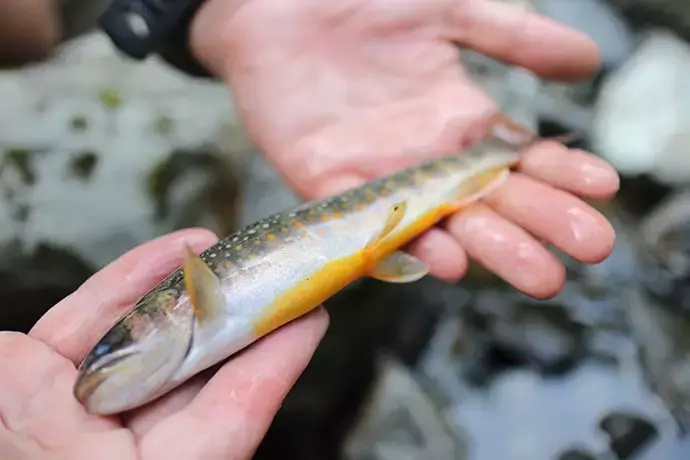 岩魚
