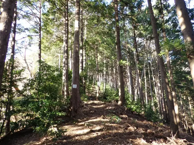 大山三峰山 登山 登山道