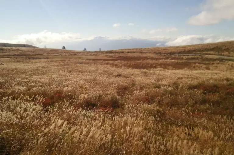 黄金に染まる草紅葉を楽しむ霧ヶ峰