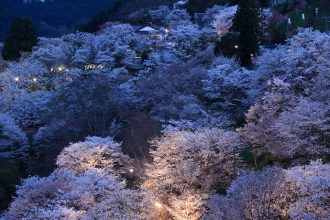 吉野山の桜「下千本夜桜」