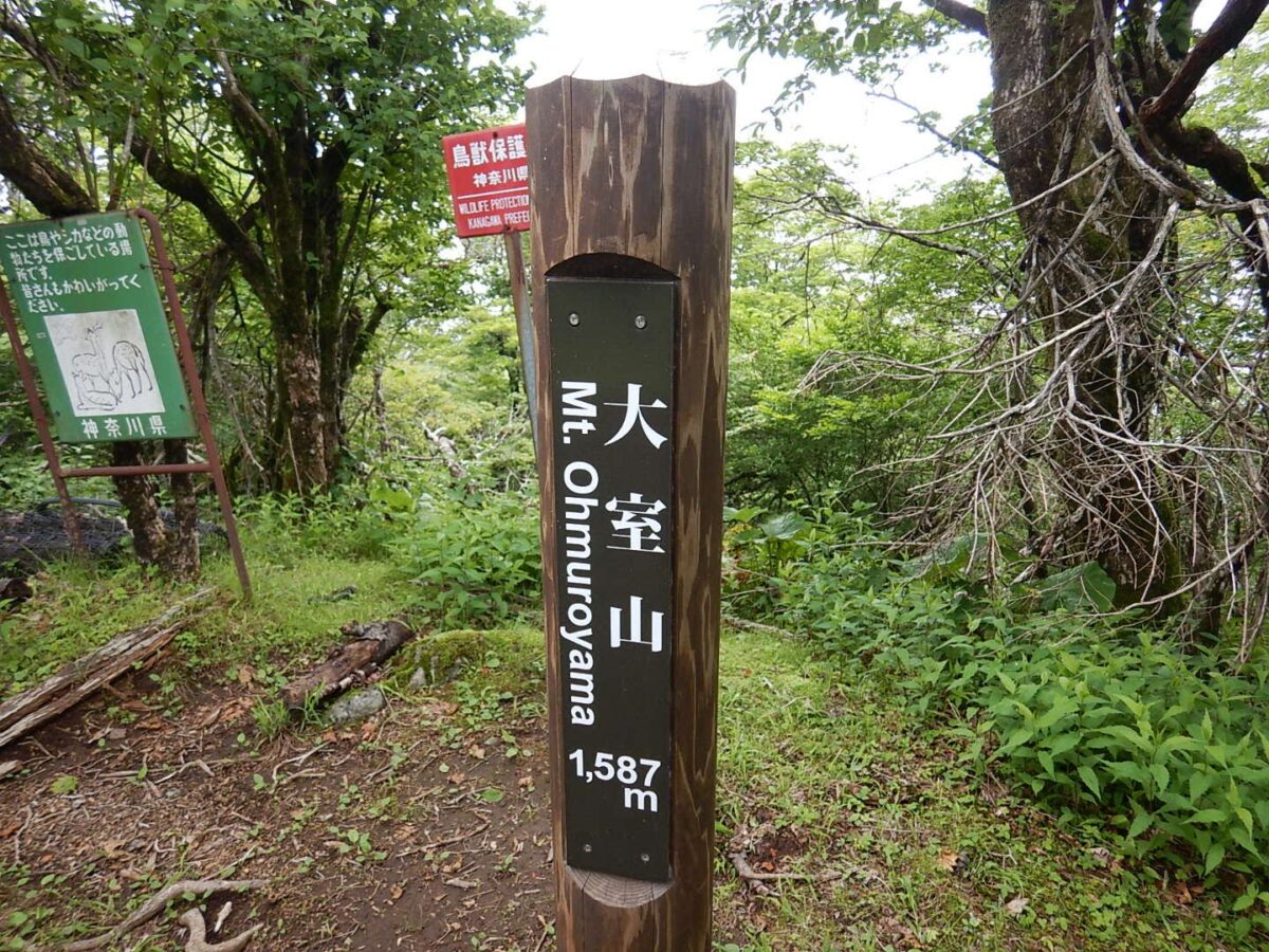 【日帰り登山】丹沢 大室山〜加入道山周回-歩きごたえのあるルートを紹介