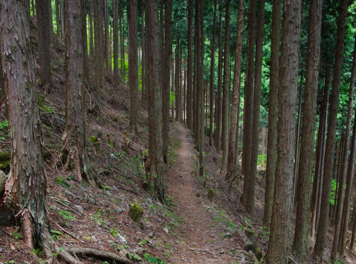 【東京近郊トレイルランコース】奥多摩走りを楽しむ本仁田山～川苔山