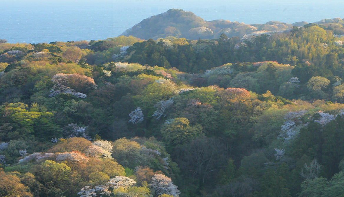 【桜が美しい山】花見登山を楽しめる関東の山