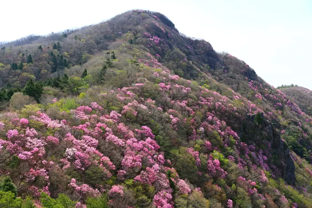 アケボノツツジが咲く西赤石山