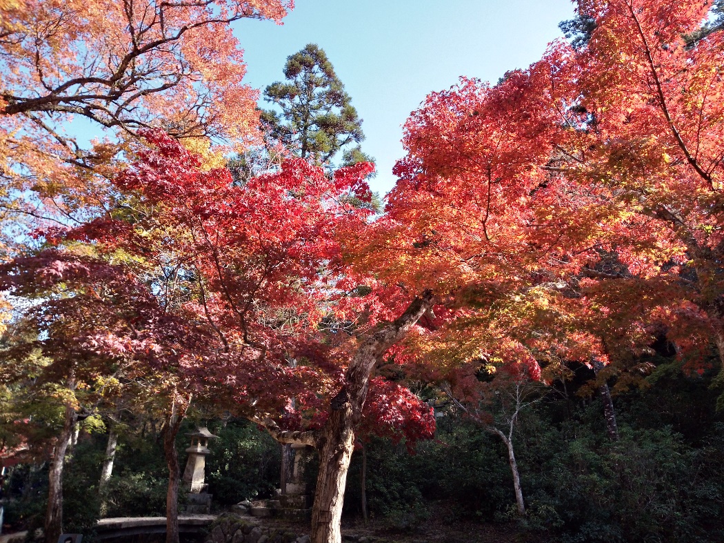 宮島の紅葉の魅力を写真で紹介
