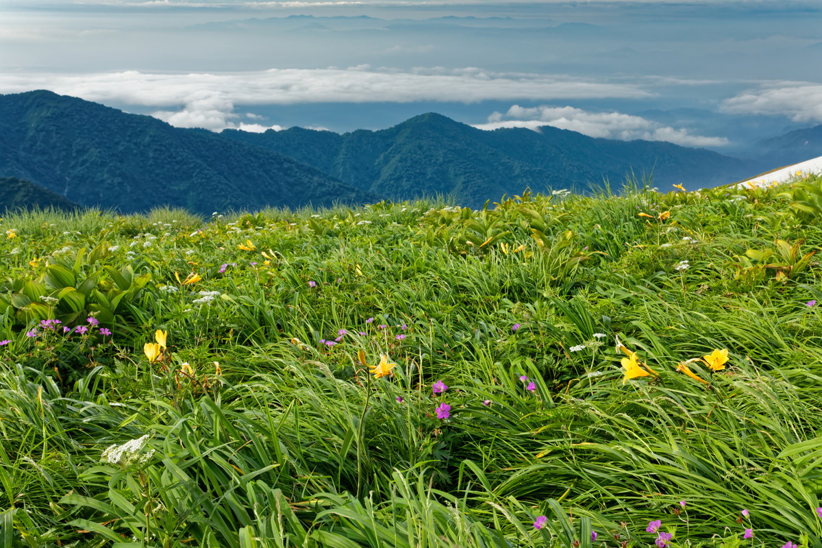 高山植物咲く飯豊連峰・御西岳付近から種蒔山付近の稜線を望む