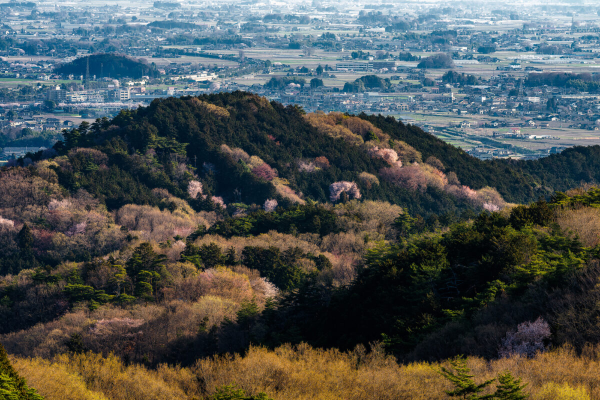3月　お花見登山太平山　桜