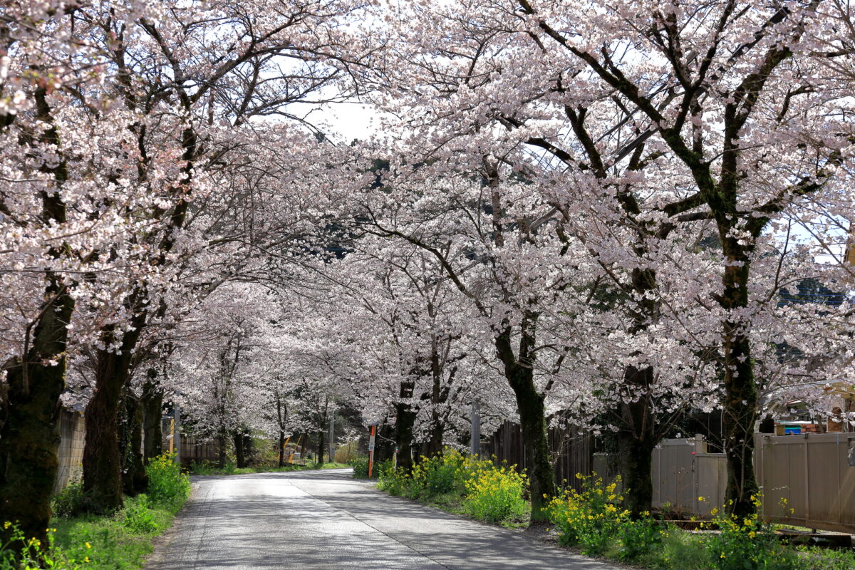 3月　お花見登山桜のトンネル／栃木市太平山遊覧道路
